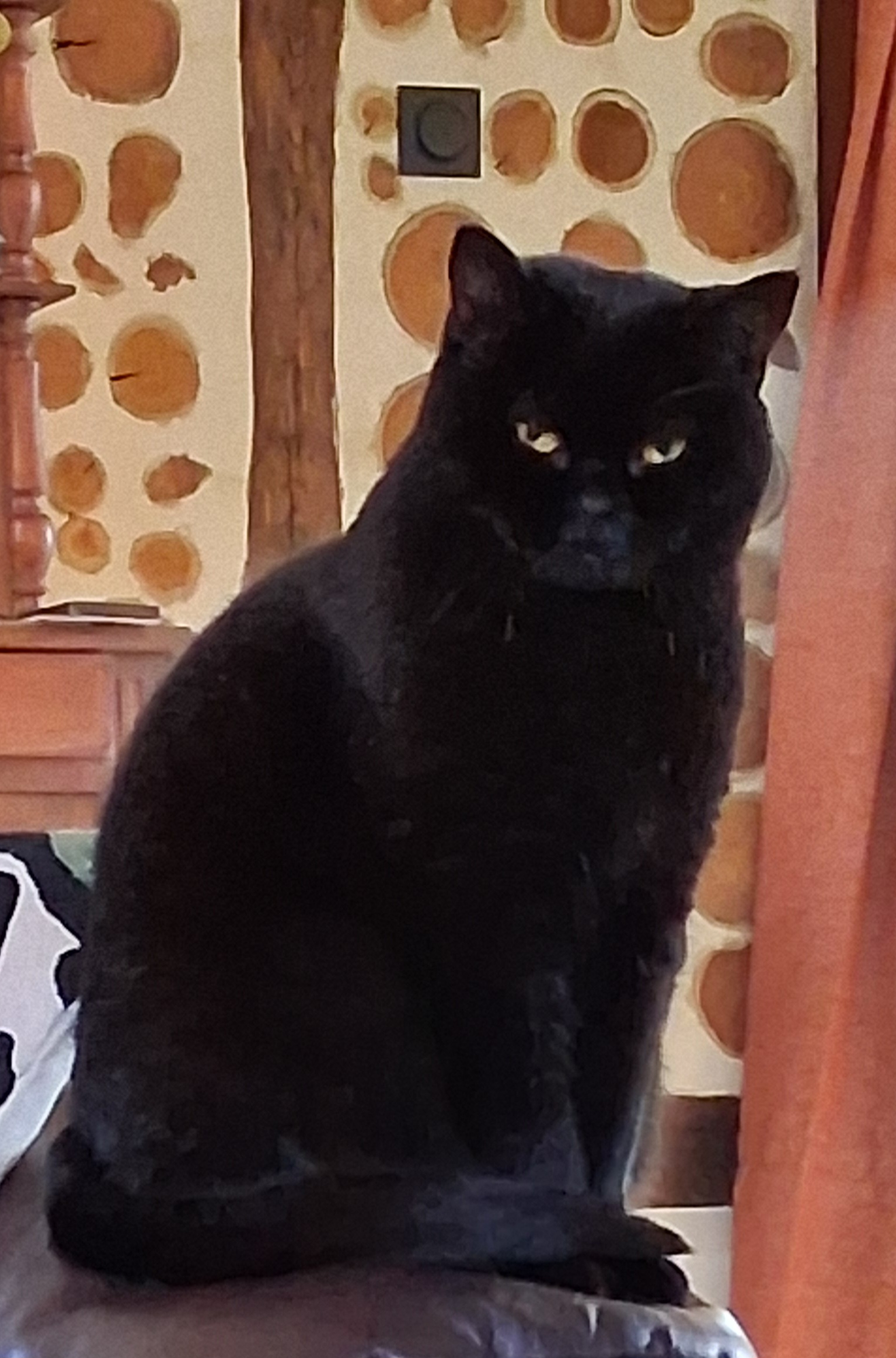 Inky the Cat